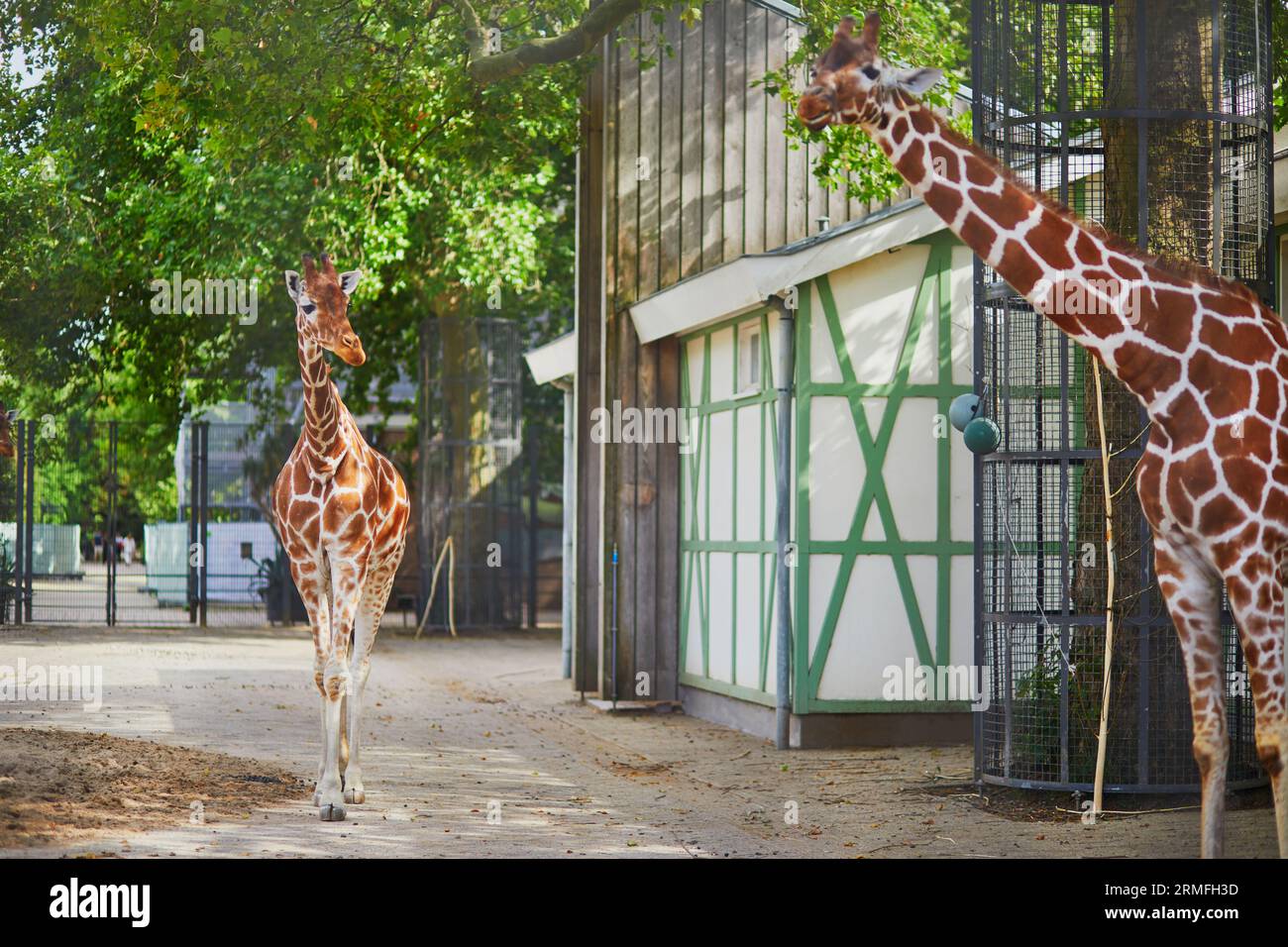 Giraffe giraffes zoo walking hi-res stock photography and images - Alamy