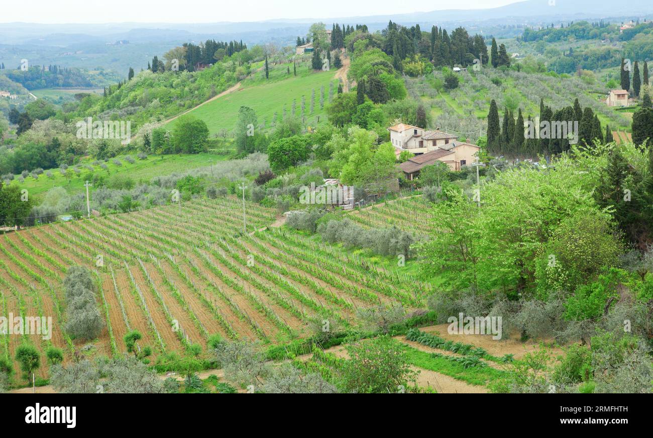 Typical Tuscan landscape with vineyards and farm haouses Stock Photo