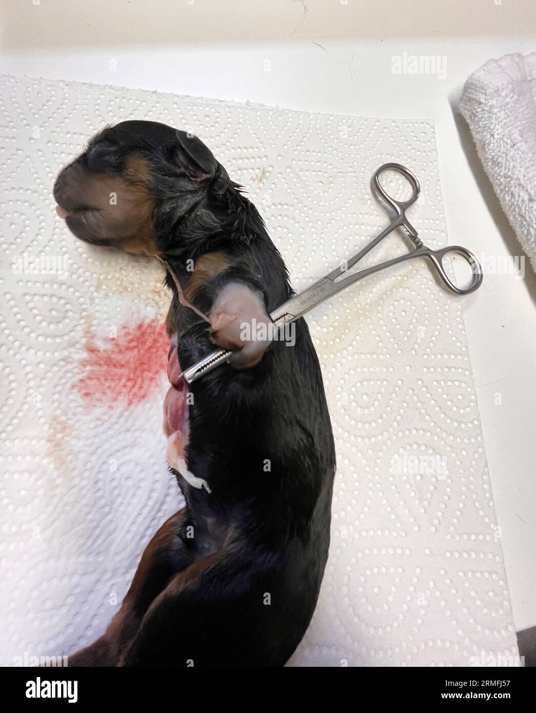 malformed puppy new born rottweiler in the veterinary Stock Photo