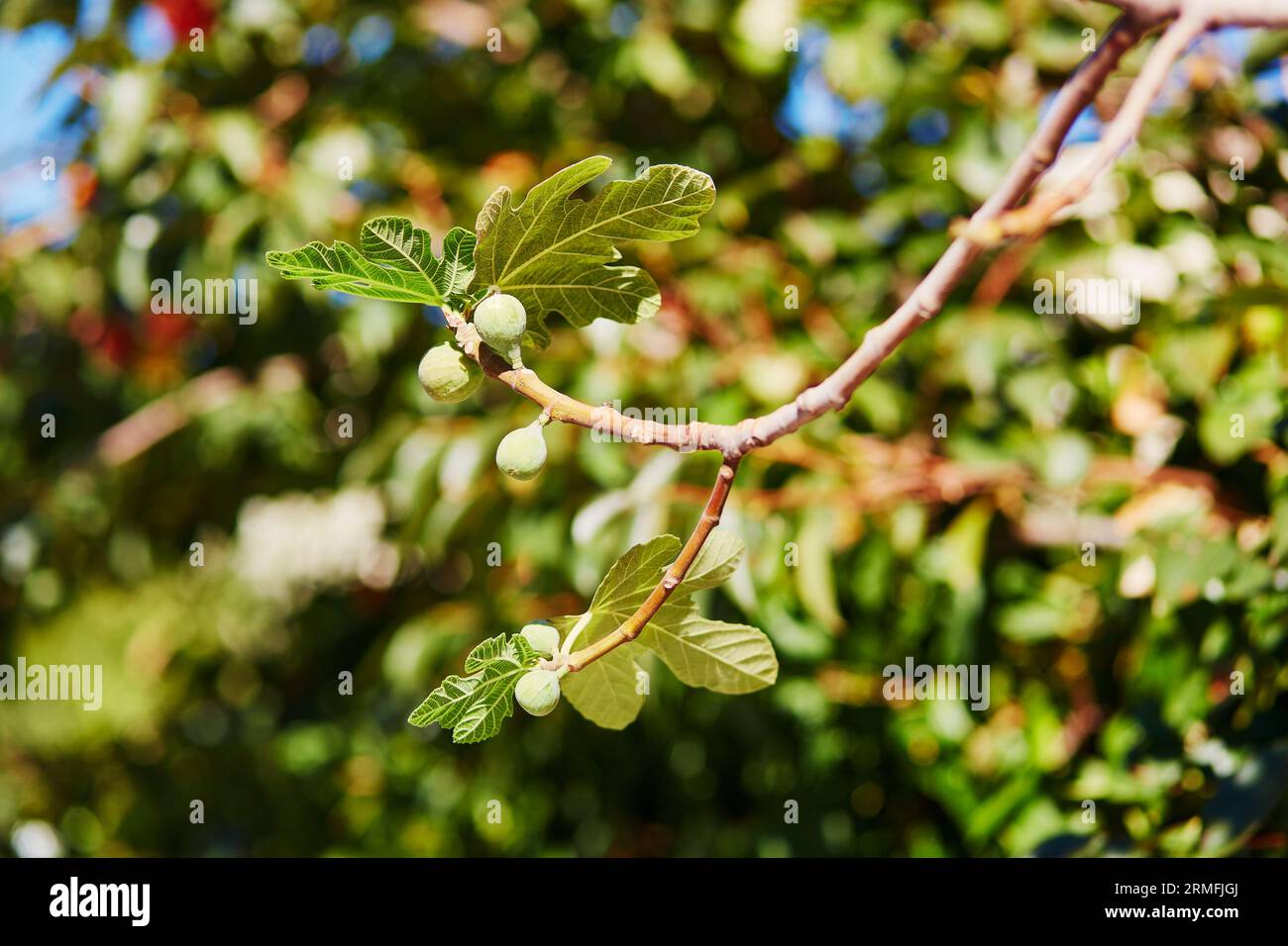 Green figs on tree branch on a sunny day Stock Photo
