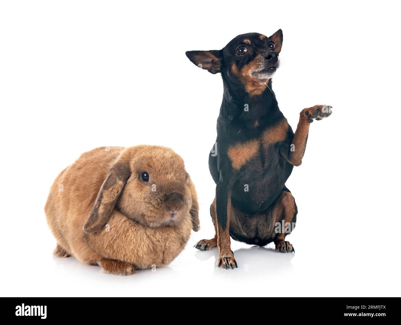 Lop rabbit in front of white background Stock Photo - Alamy