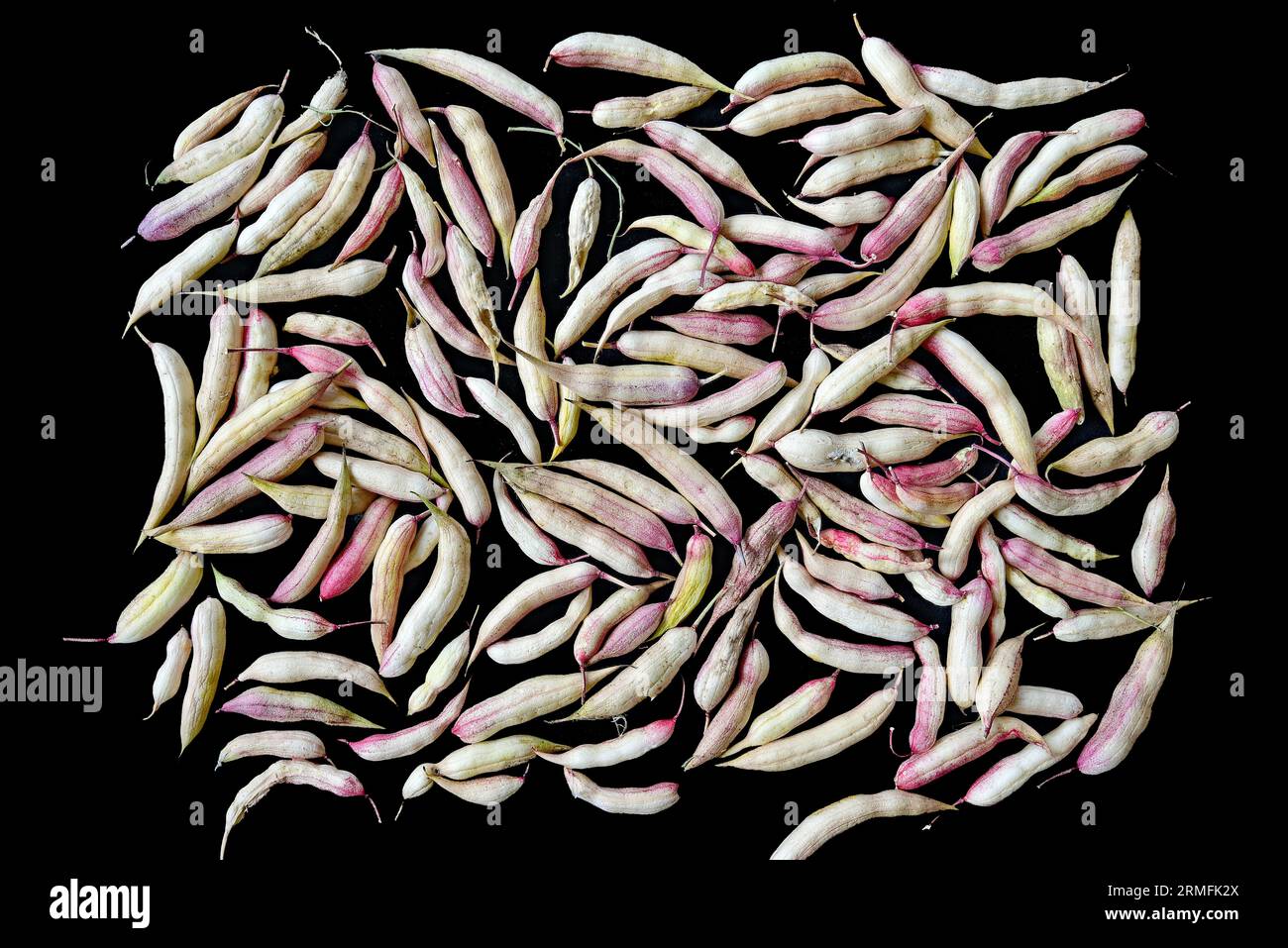 The radish (Raphanus raphanistrum subsp. sativus) an edible root