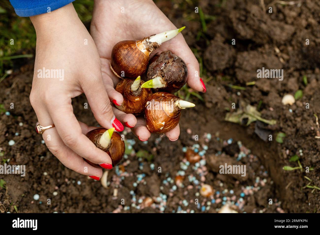 hands holding daffodil bulbs before planting in the ground Stock Photo