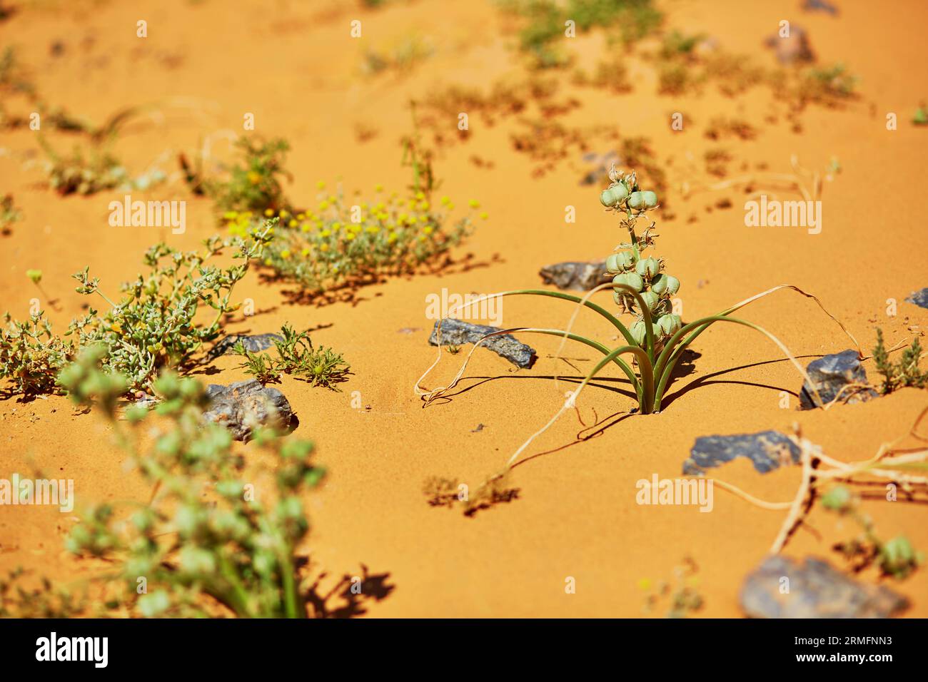 Green plant growing in sand dunes in the Sahara Desert, Merzouga