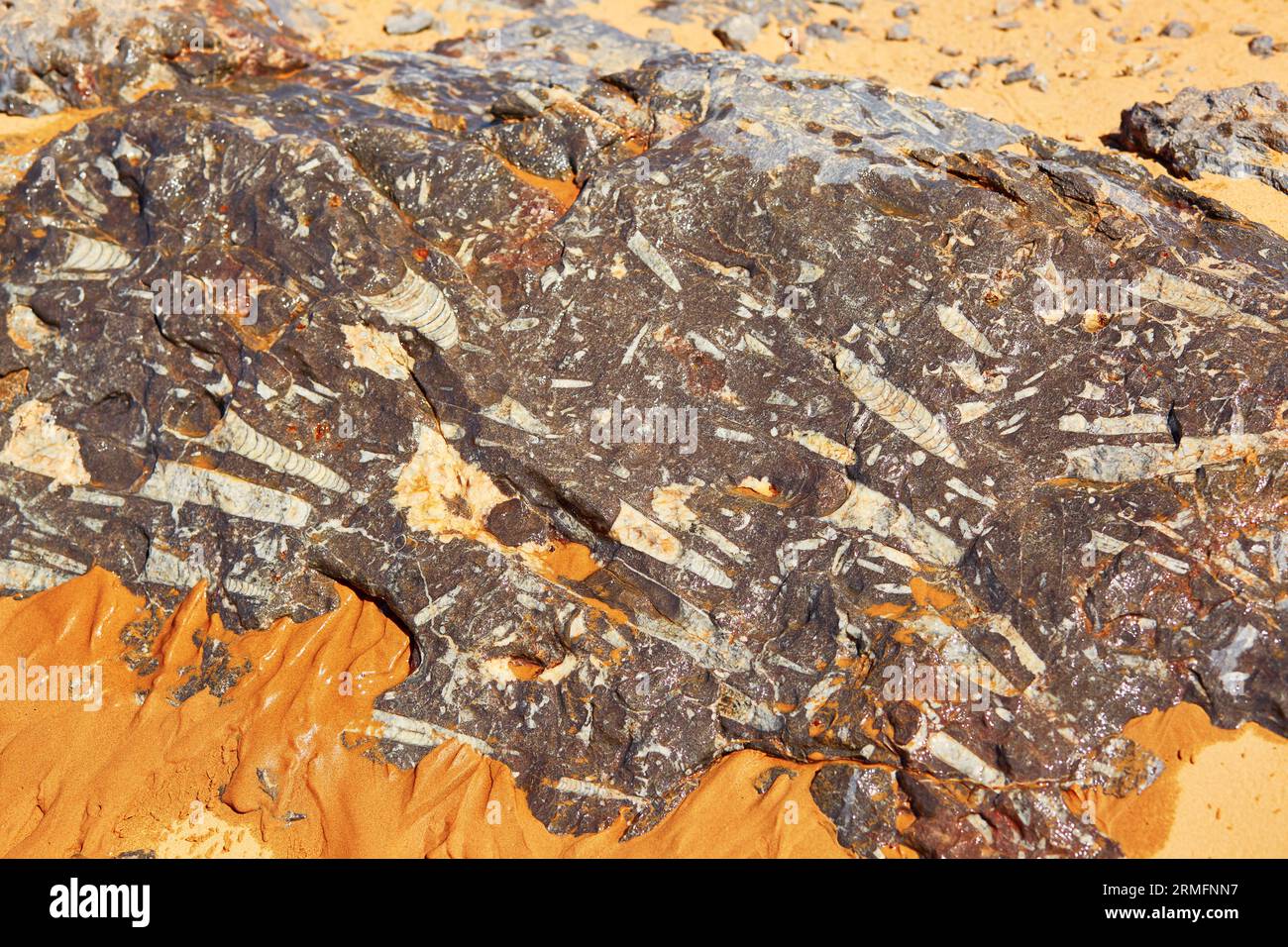 Trilobite fossil in stone hires stock photography and images Alamy