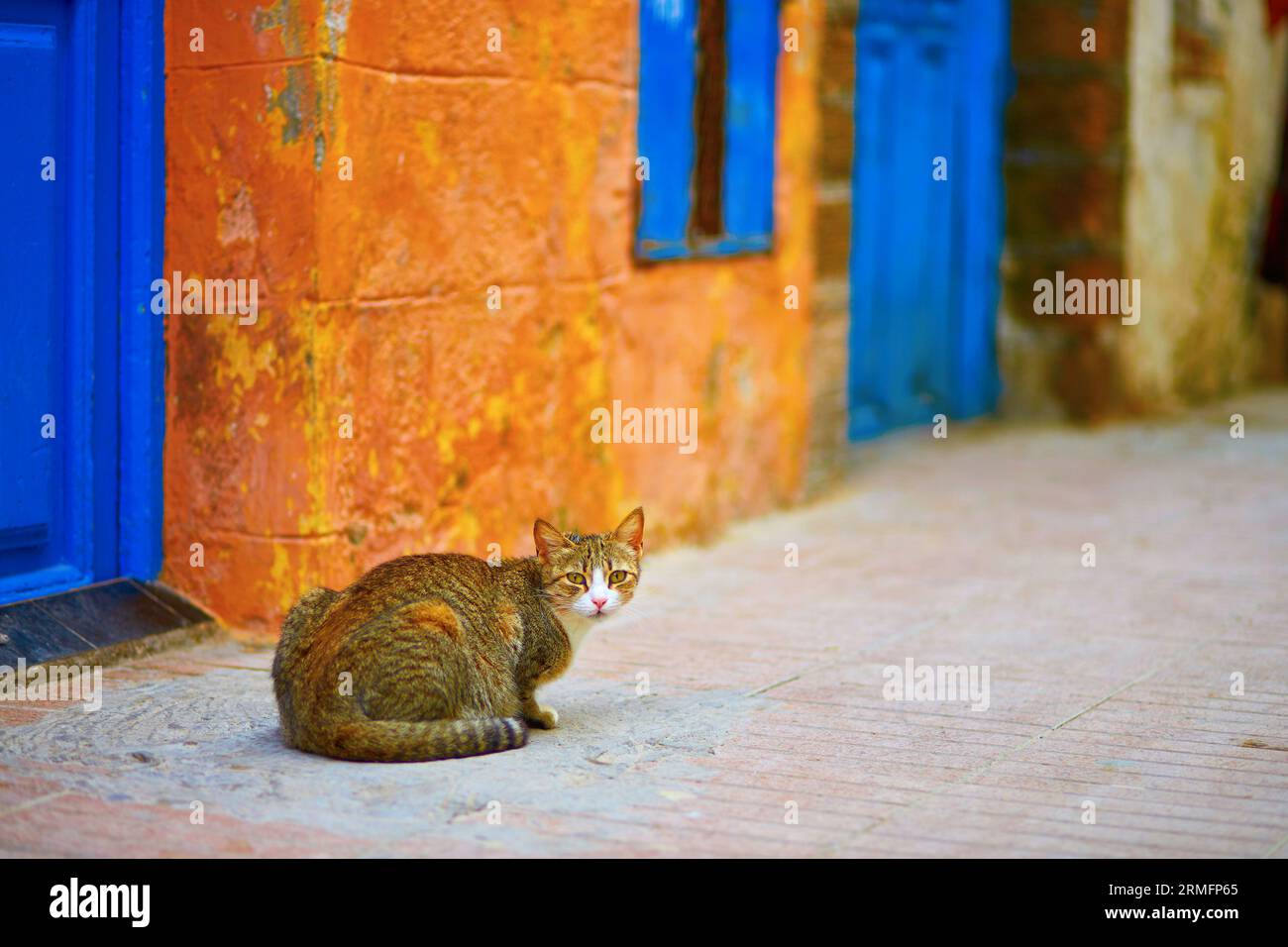 Inquisitive orange tabby cat hi-res stock photography and images - Alamy