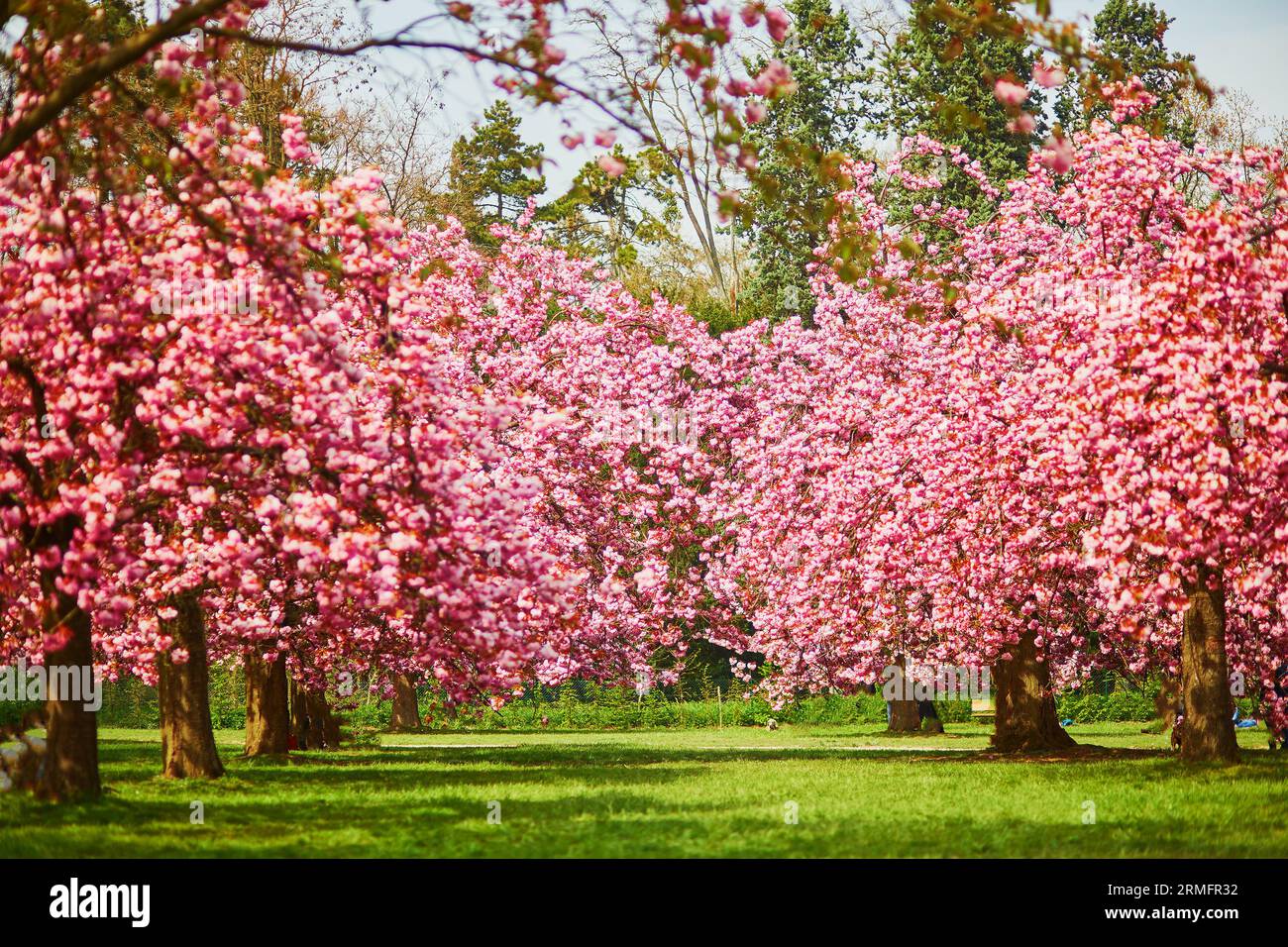 Beautiful cherry trees with pink flowers in full bloom. Cherry blossom ...