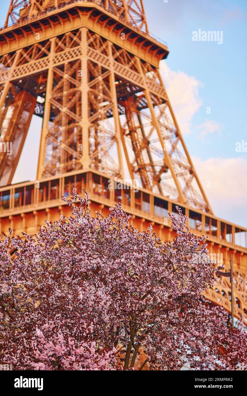 Spring in Paris. Beautiful cherry blossom tree and the Eiffel Tower. Focus on flowers Stock Photo