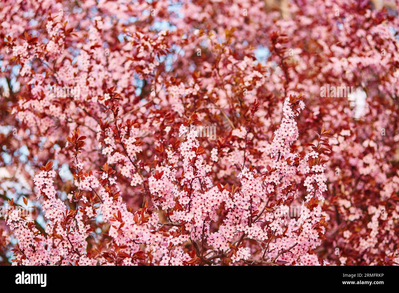 Fukushima japan cherry blossoms hi-res stock photography and images - Alamy