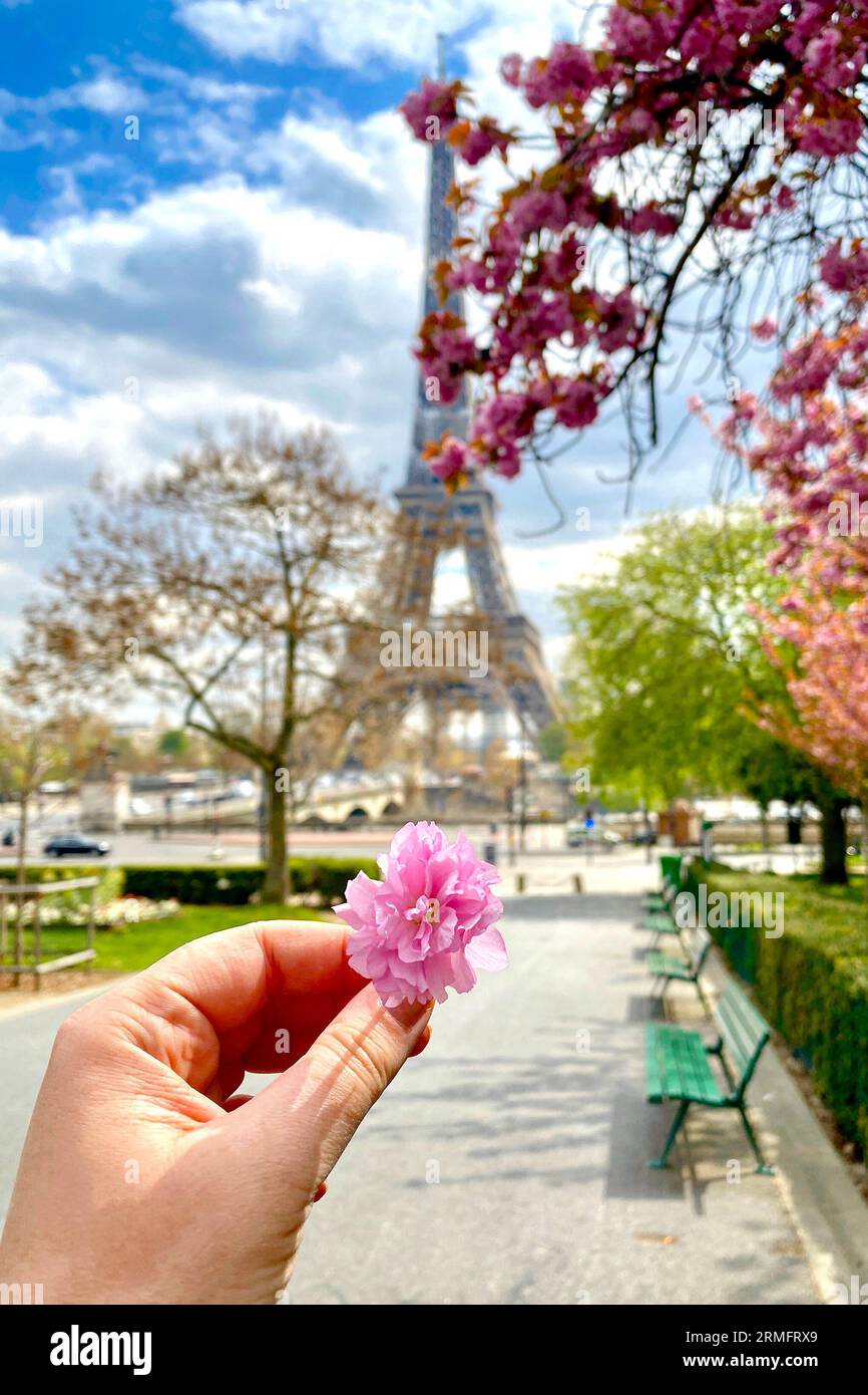 Woman's hand holding pink cherry flower in front of the Eiffel tower in Paris, France. Cherry blossom season in Paris, France Stock Photo