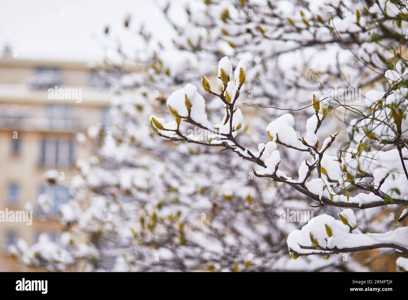 Snow covering branches of magnolia tree with flower buds. Unusual