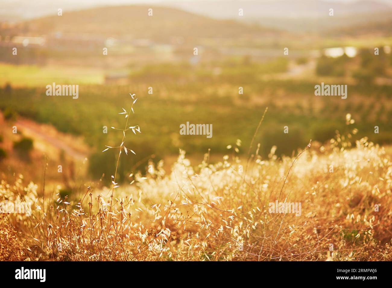 Golden grass field hi-res stock photography and images - Alamy