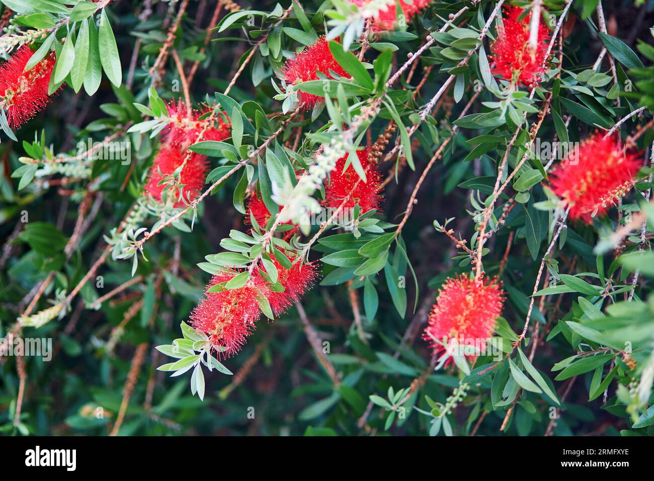 Red flower gum tree in full bloom on a street of San Francisco