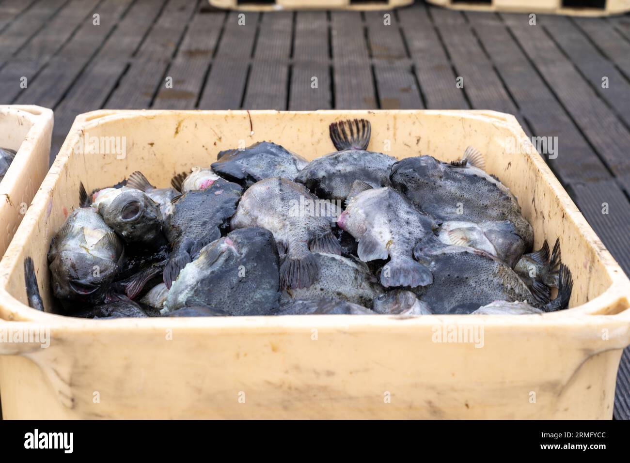 Atlantic halibut fish freshly caught on the docks from a fishing boat, stored in containers full of ice in Iceland Stock Photo