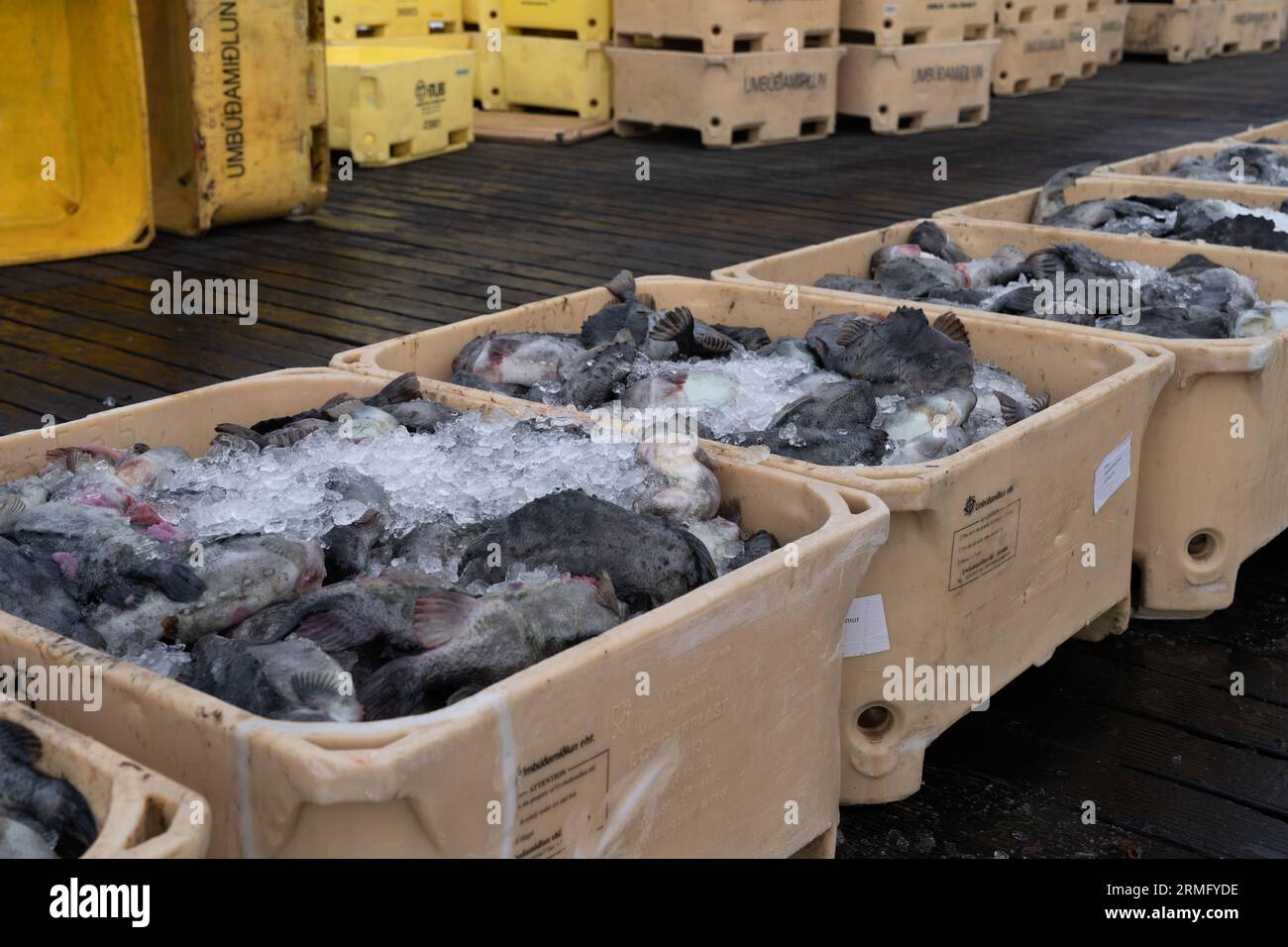 Stykkisholmur, Iceland - June 30, 2023: Atlantic halibut fish freshly caught on the docks from a fishing boat, stored in containers full of ice Stock Photo