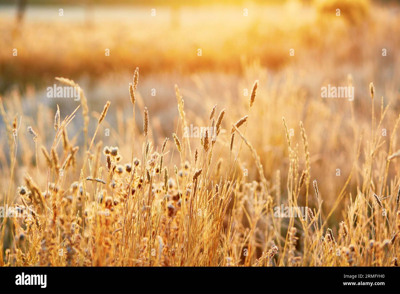 Golden grass field hi-res stock photography and images - Alamy