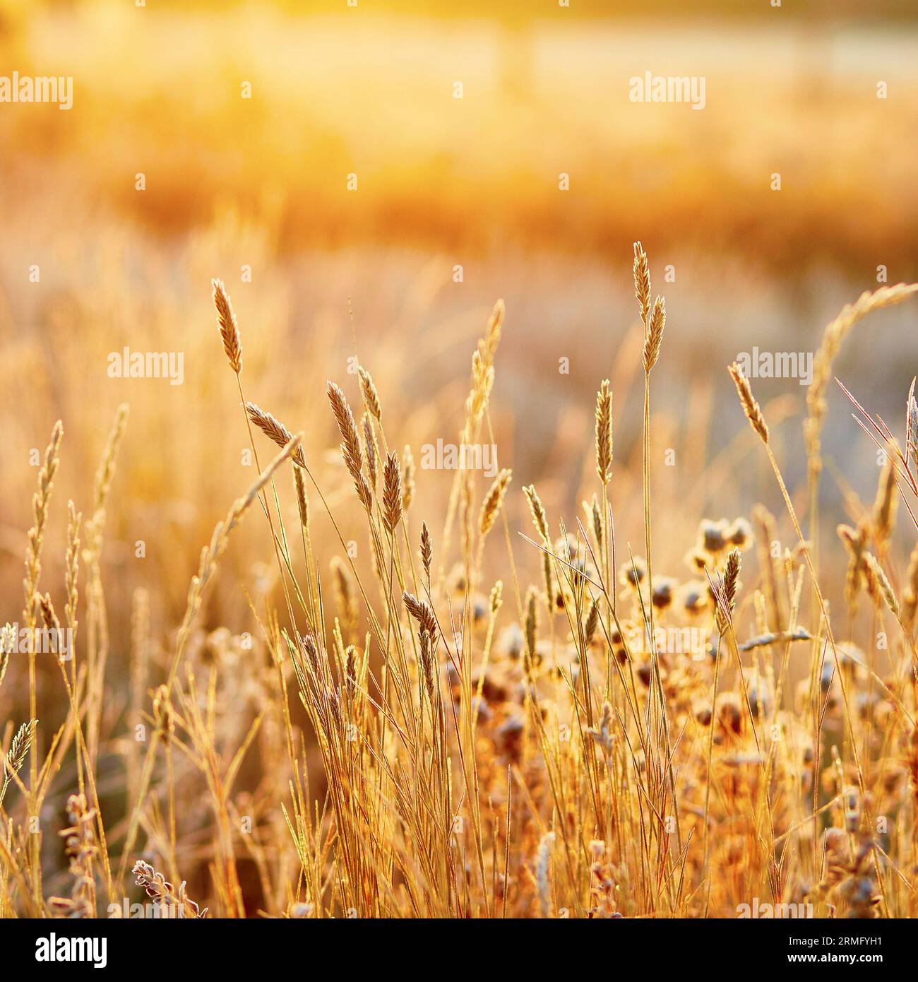 Beautiful golden grass hi-res stock photography and images - Alamy