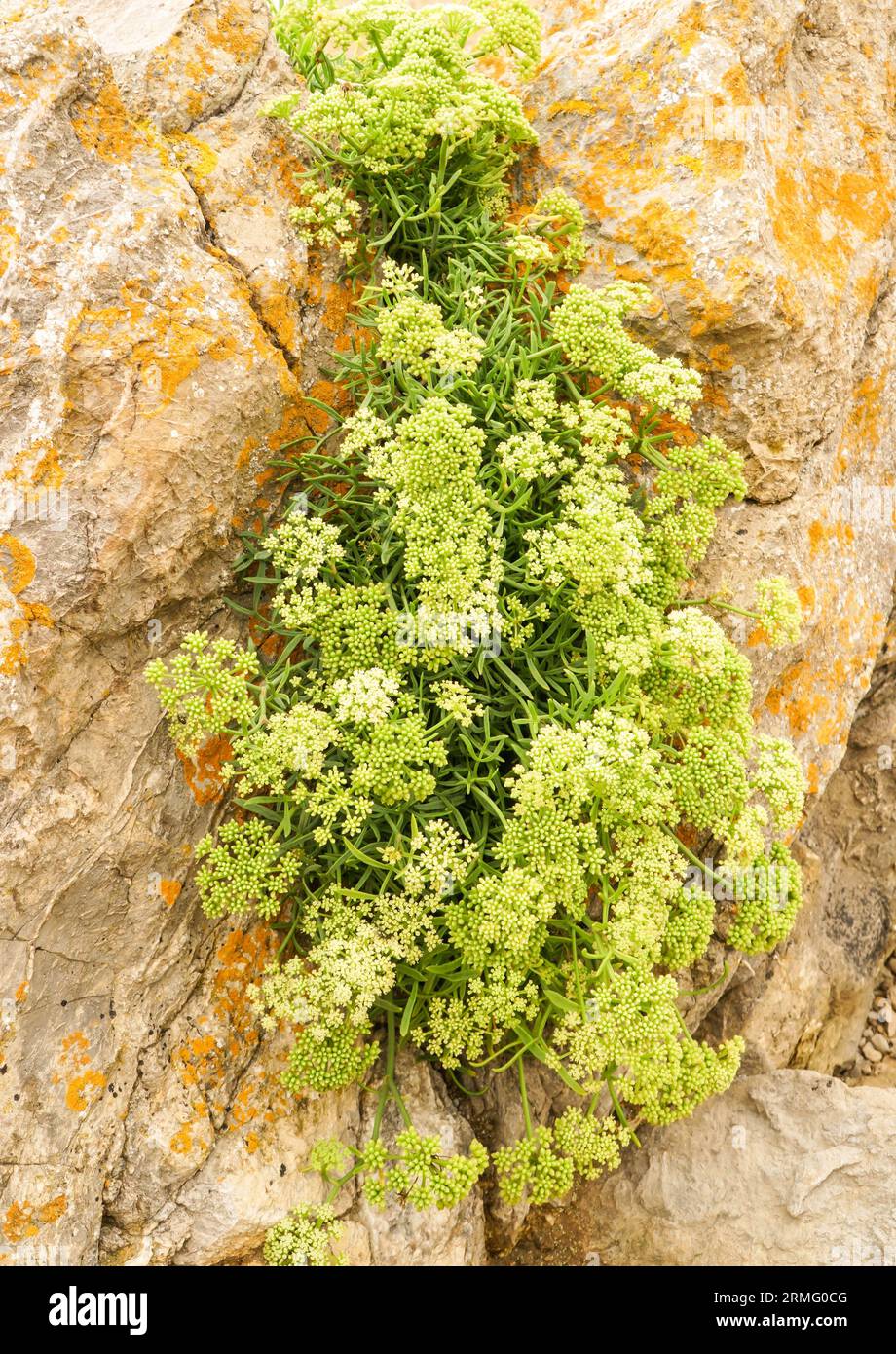 Rock samphire (Crithmum maritimum) growing on the limestone rock