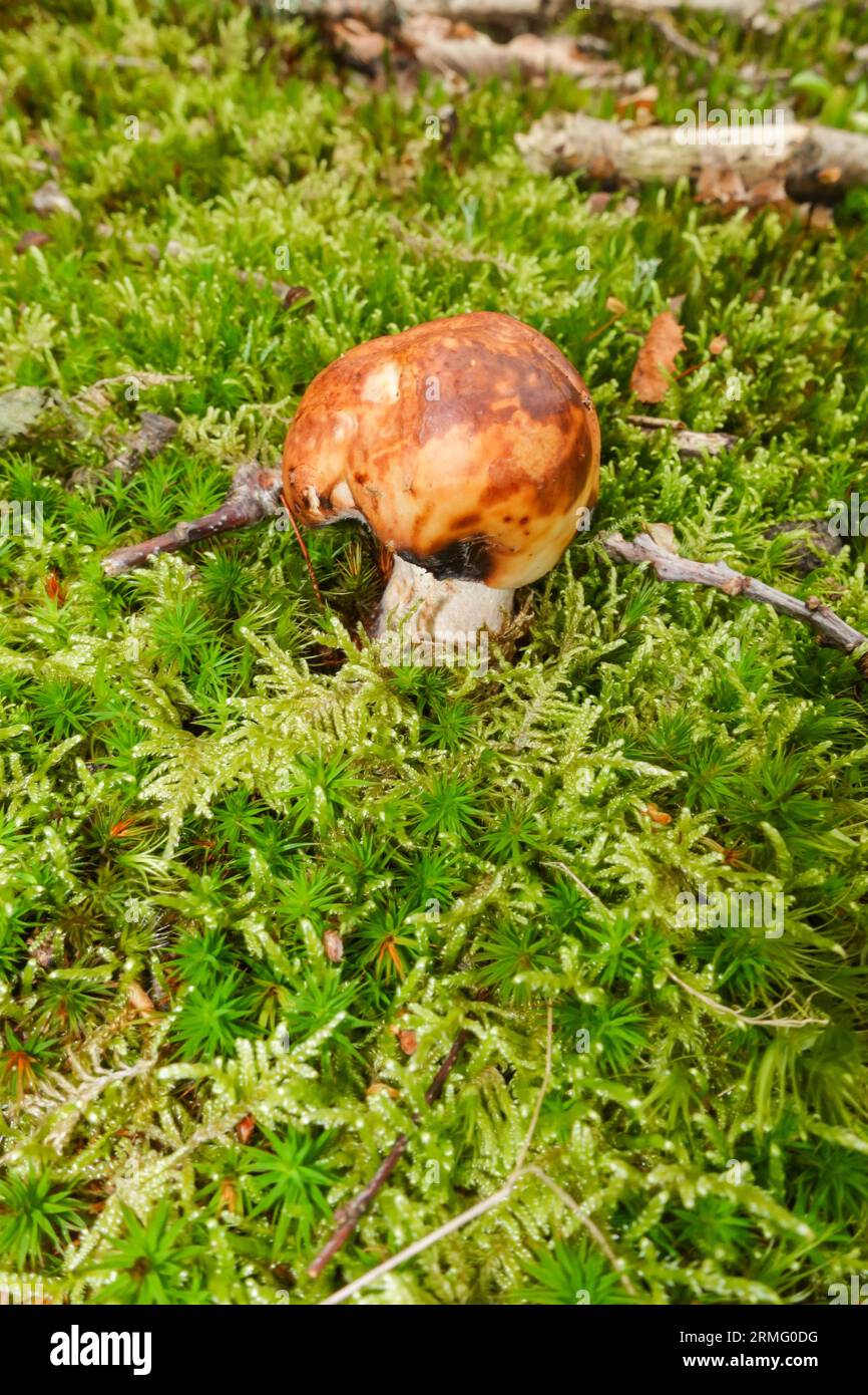 Bitter almond brittlegill (Russula grata) through a moss covered woodland floor. Fownhope Herefordshire UK August 2023 Stock Photo