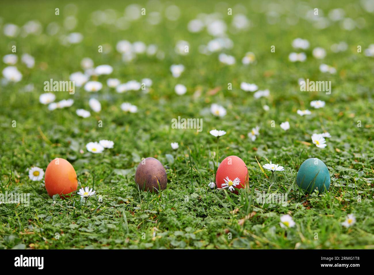 Colorful Easter eggs hidden in the green grass for egg hunt Stock Photo ...