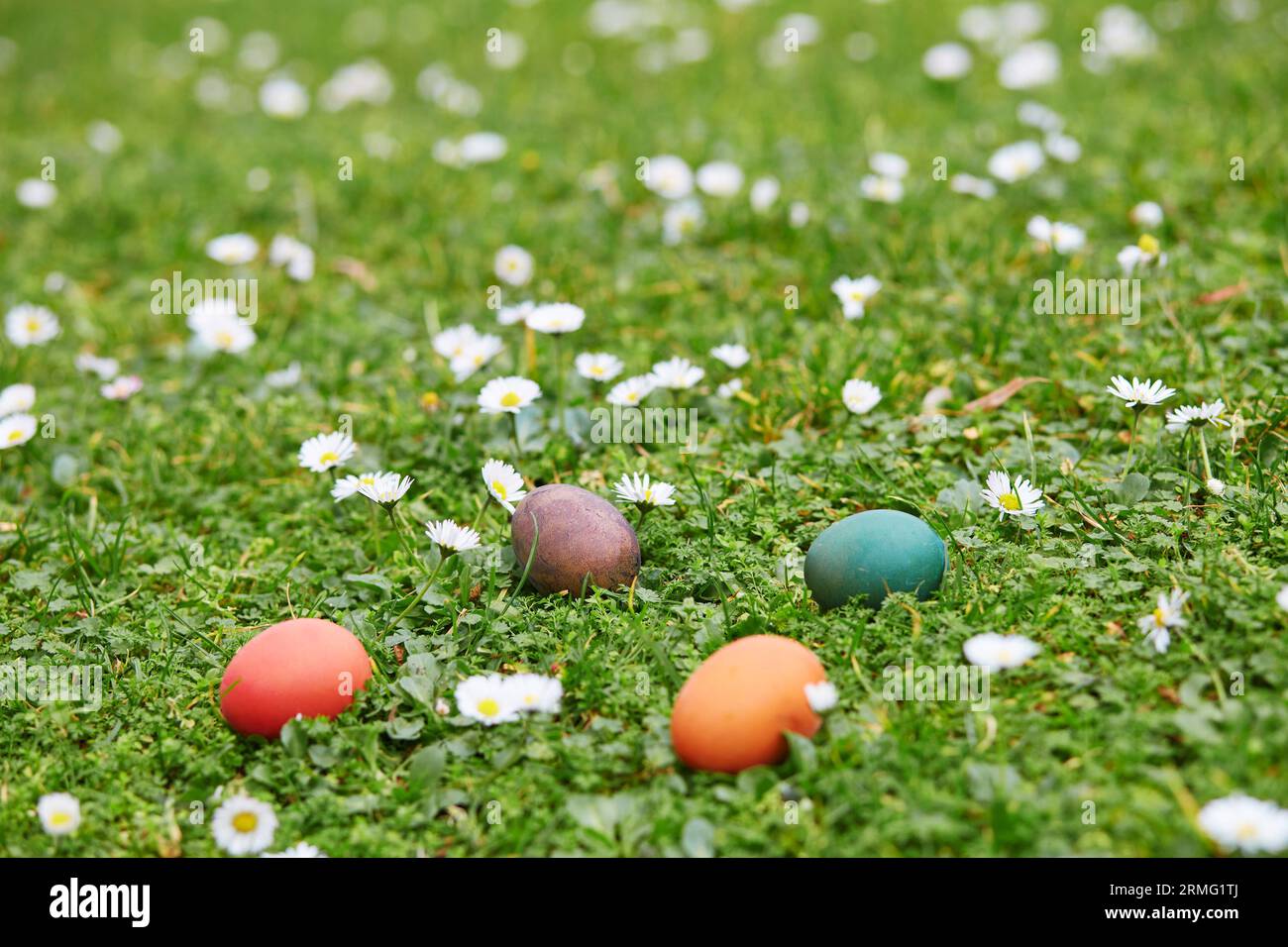 Colorful Easter eggs hidden in the green grass for egg hunt Stock Photo ...