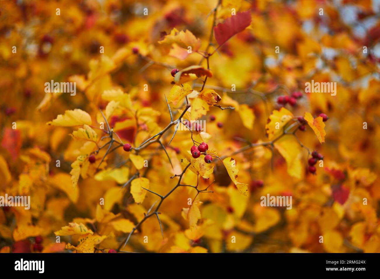 Crabapple orange fruit hires stock photography and images Alamy