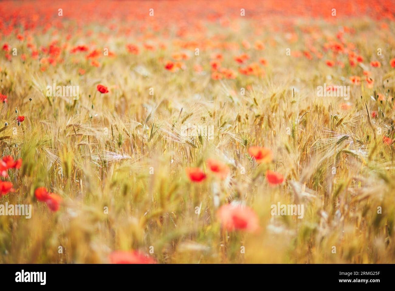 Beautiful field of red blooming poppies and golden wheat spikes ...