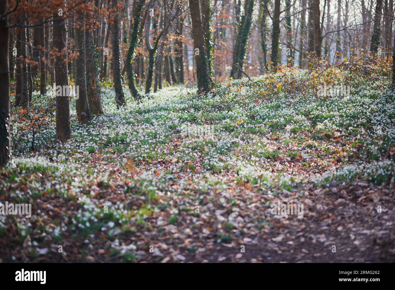 Carpet of white fresh snowdrops in spring forest. Tender spring galanthus flowers symbolize the arrival of spring. Scenic view of the spring forest wi Stock Photo