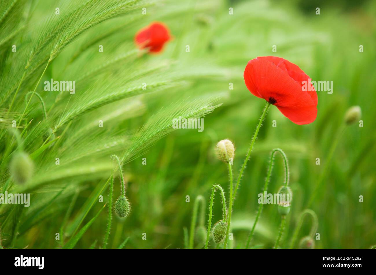 Beautiful blossoming poppies and rye spikes Stock Photo