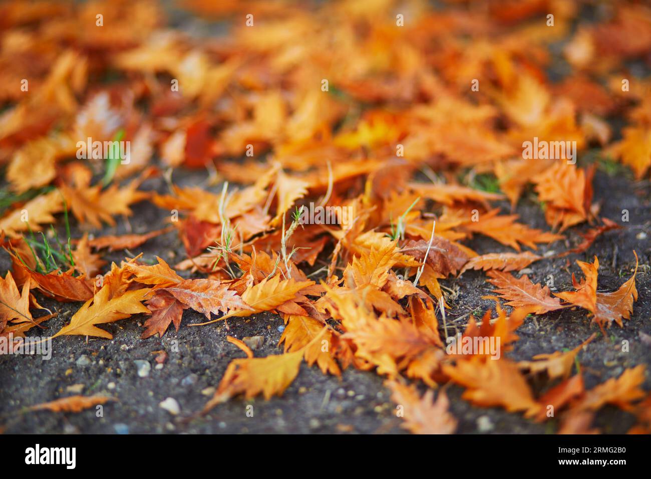Bright yellow and red fallen autumn leaves on the ground Stock Photo ...