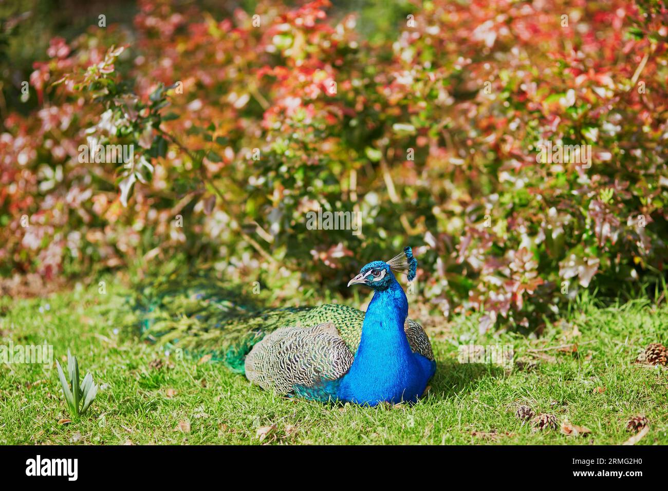 Peacock resting on green lawn on a spring day Stock Photo - Alamy