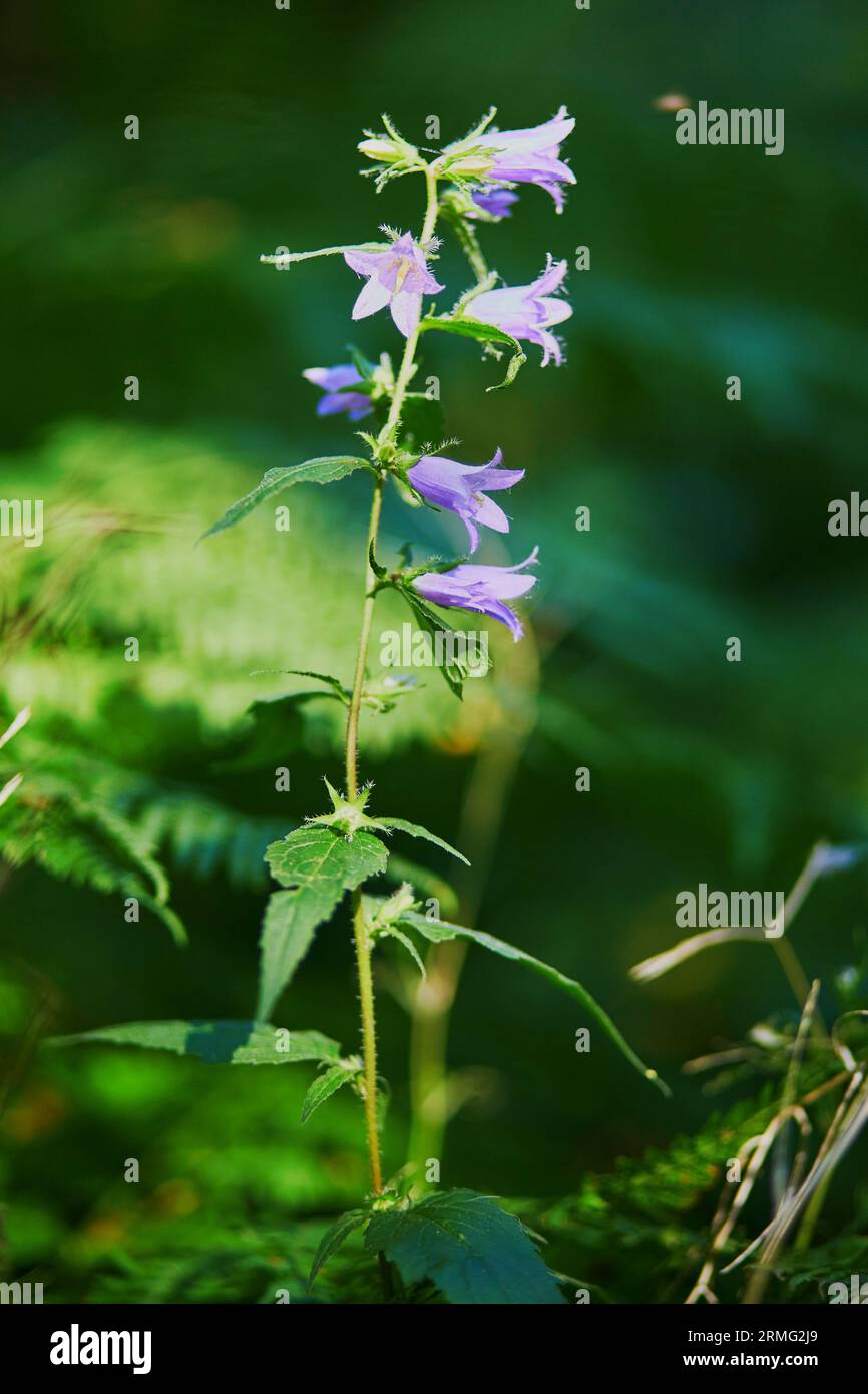 Violet bell flower in forest on a summer day Stock Photo