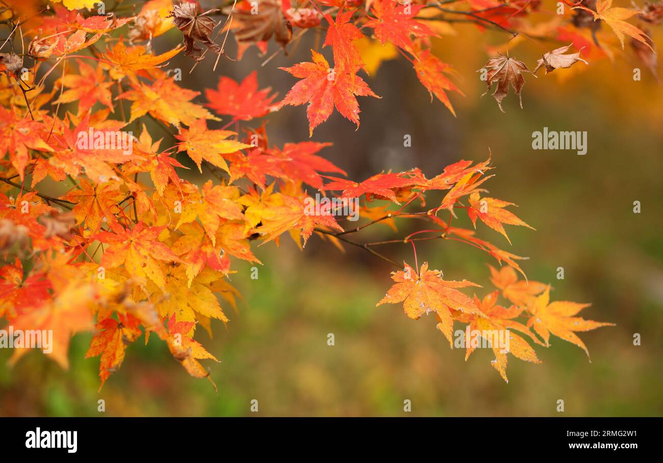 Red and orange Japanese maple leaves Stock Photo - Alamy
