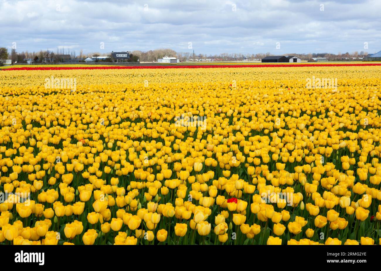 Beautiful tulip field in Holland Stock Photo - Alamy