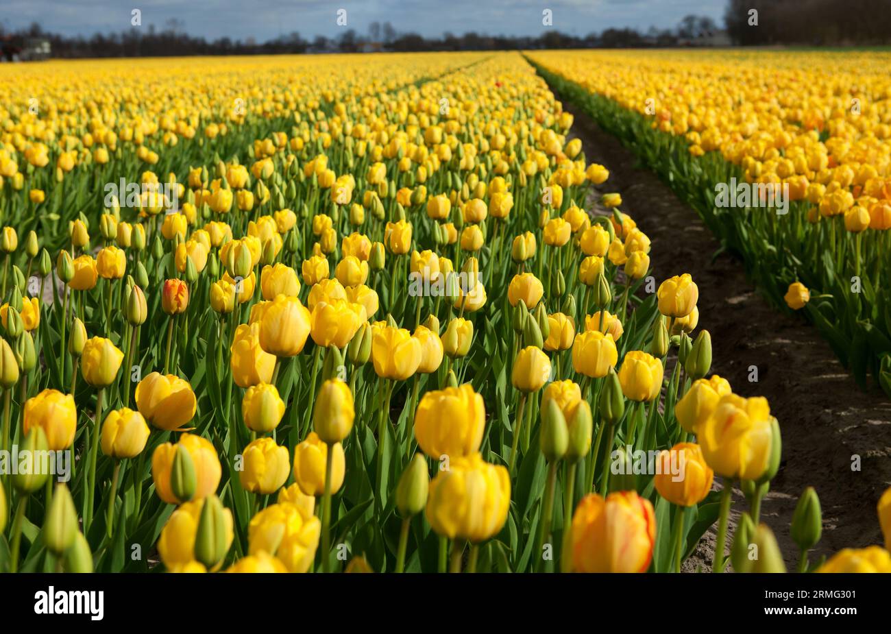 Beautiful tulip field in Holland Stock Photo - Alamy