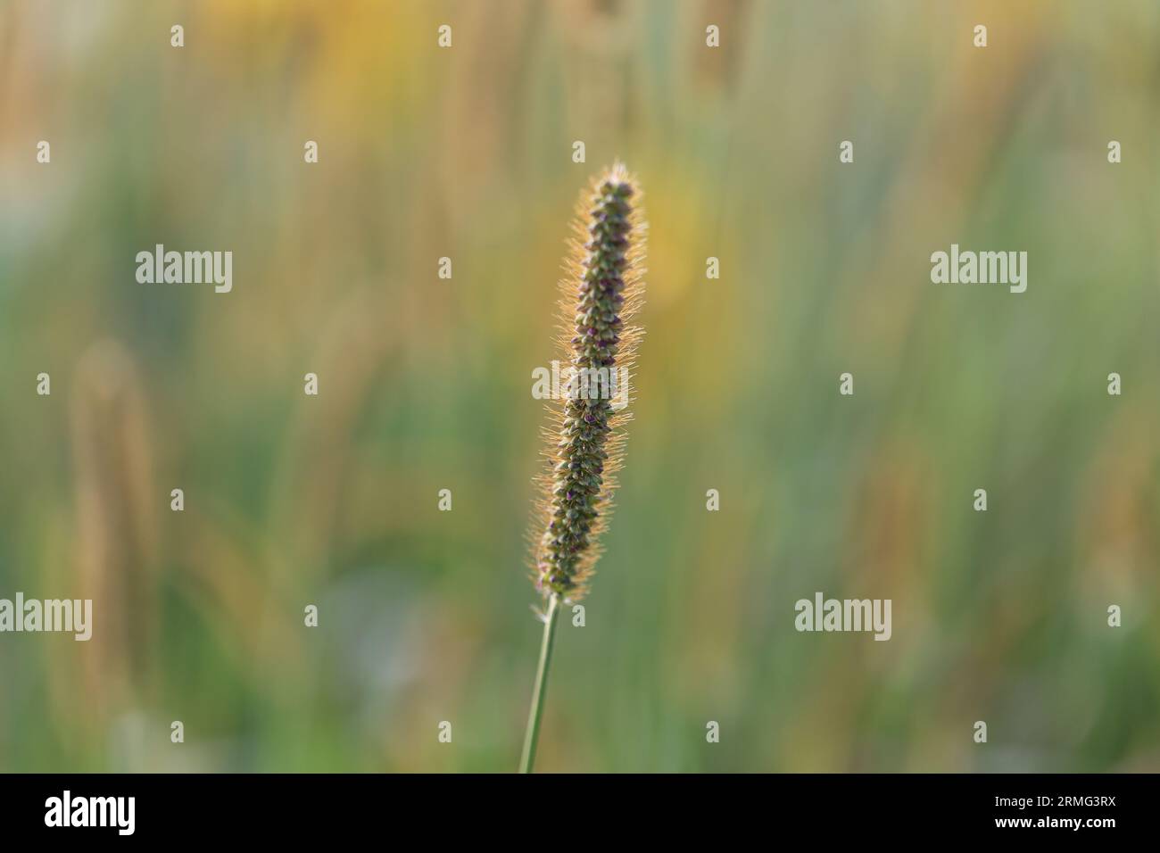 Grass seed head in foreground hi-res stock photography and images - Alamy