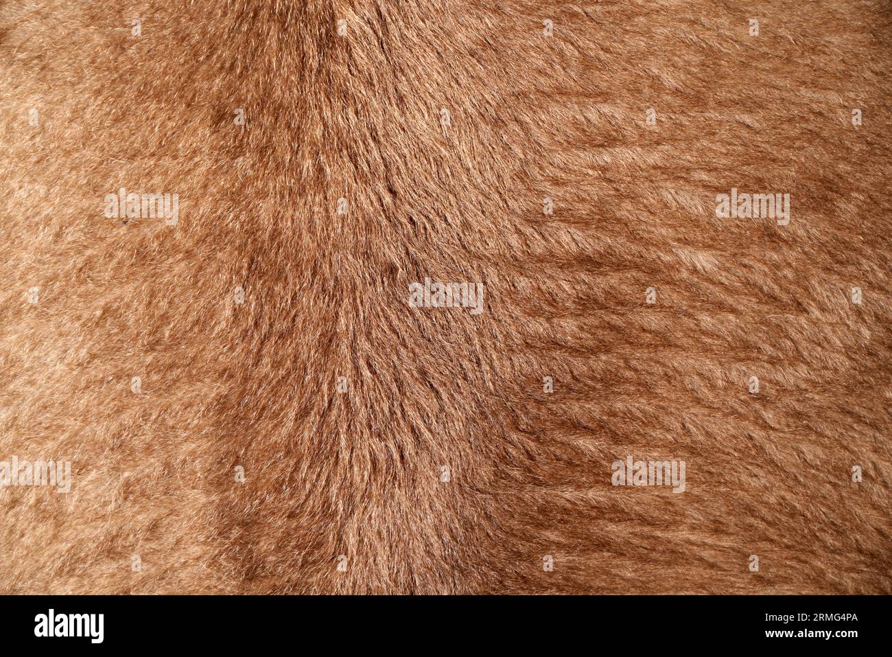 Natural soft textile with short beige pile or natural fur pattern. Close up of plain animal fur textured background, plush or fleece, soft surface. Co Stock Photo
