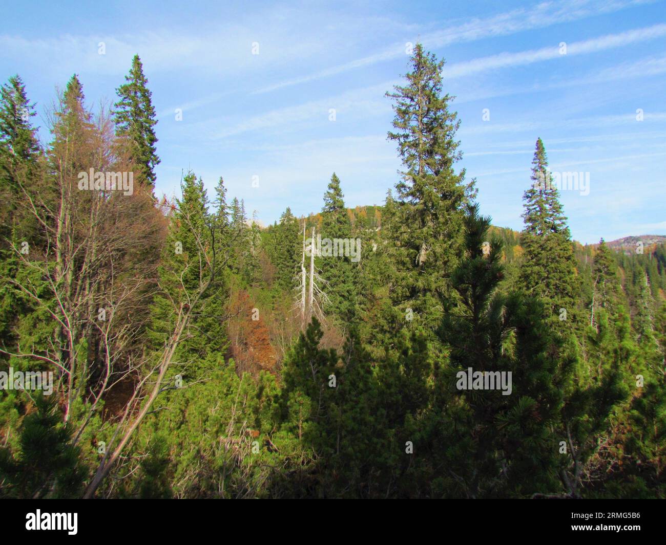 Landscape covered in spruce trees and creeping pine with standing dead trees or snag in the middle at Komna in Triglav national park and Julian alps i Stock Photo