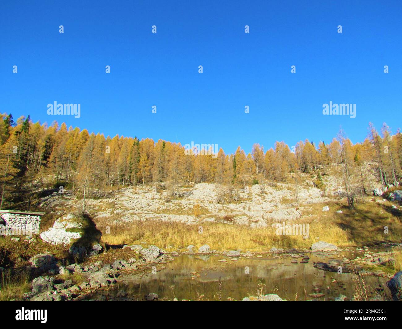 Autumn or fall golden colored larch forest with rocks, dry grass meadow ...