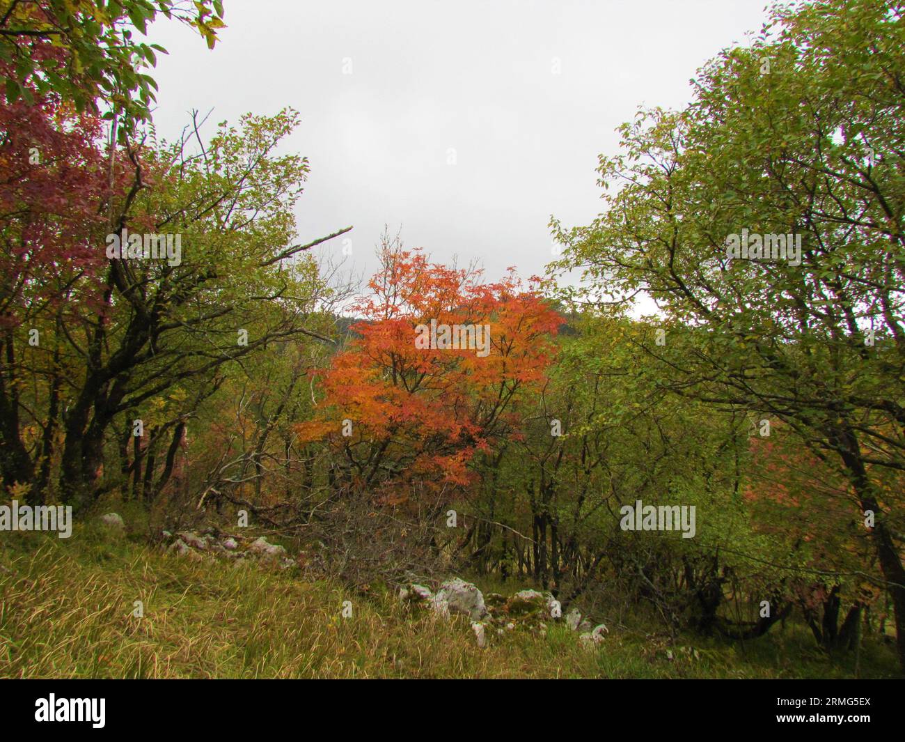 Manna ash or south european flowering ash tree in autumn red color in Slovenia Stock Photo