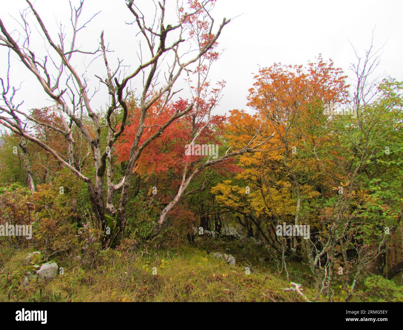 Manna ash or south european flowering ash forest in red and yellow autumn colors and a dead tree in Slovenia Stock Photo