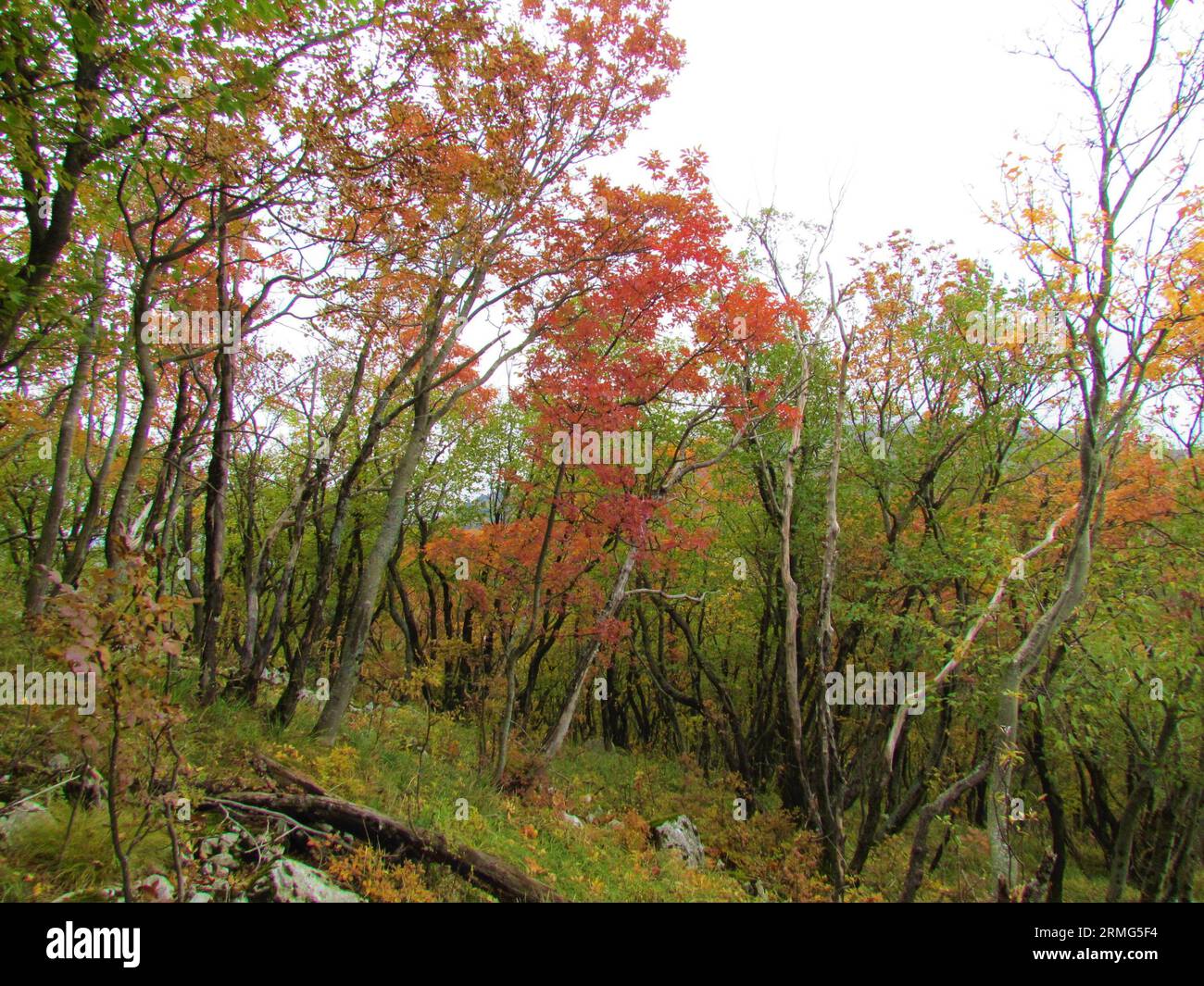 Manna ash or south european flowering ash and european hop-hornbeam forest in green and red autum foliage in Slovenia Stock Photo