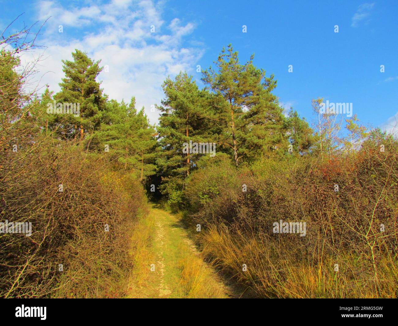 Road leading past dense bush vegetation into a scots pine forest in Slovenia Stock Photo