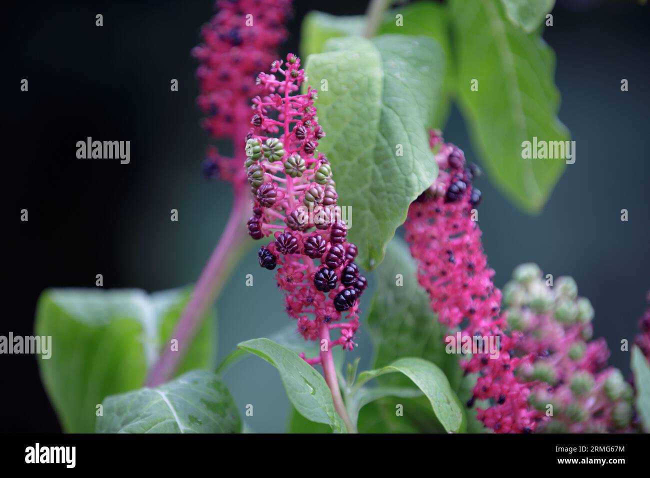 Phytolacca americana growing in the garden. Laconos or fat grass, Jewish ivy, lentil, pokeberry. Close-up of purple-black berries of Phytolacca acinos Stock Photo