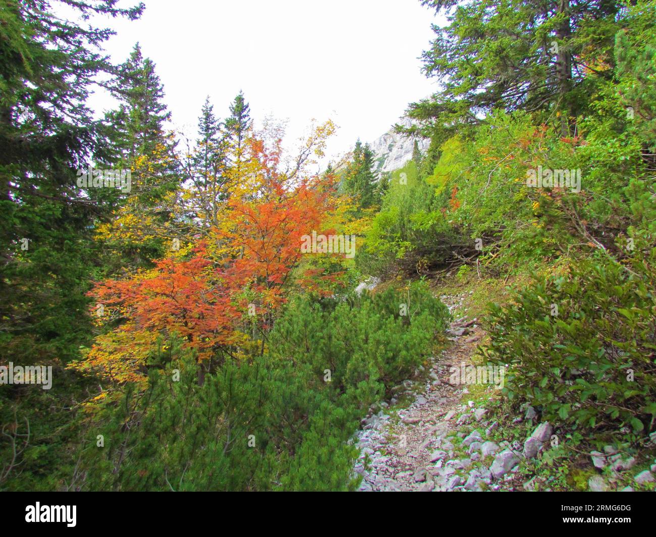 Beautiful colorful alpine landscape with creeping pine a rowan or mountain ash and beech tree in autumn yellow and red colors on the path from Zelenic Stock Photo