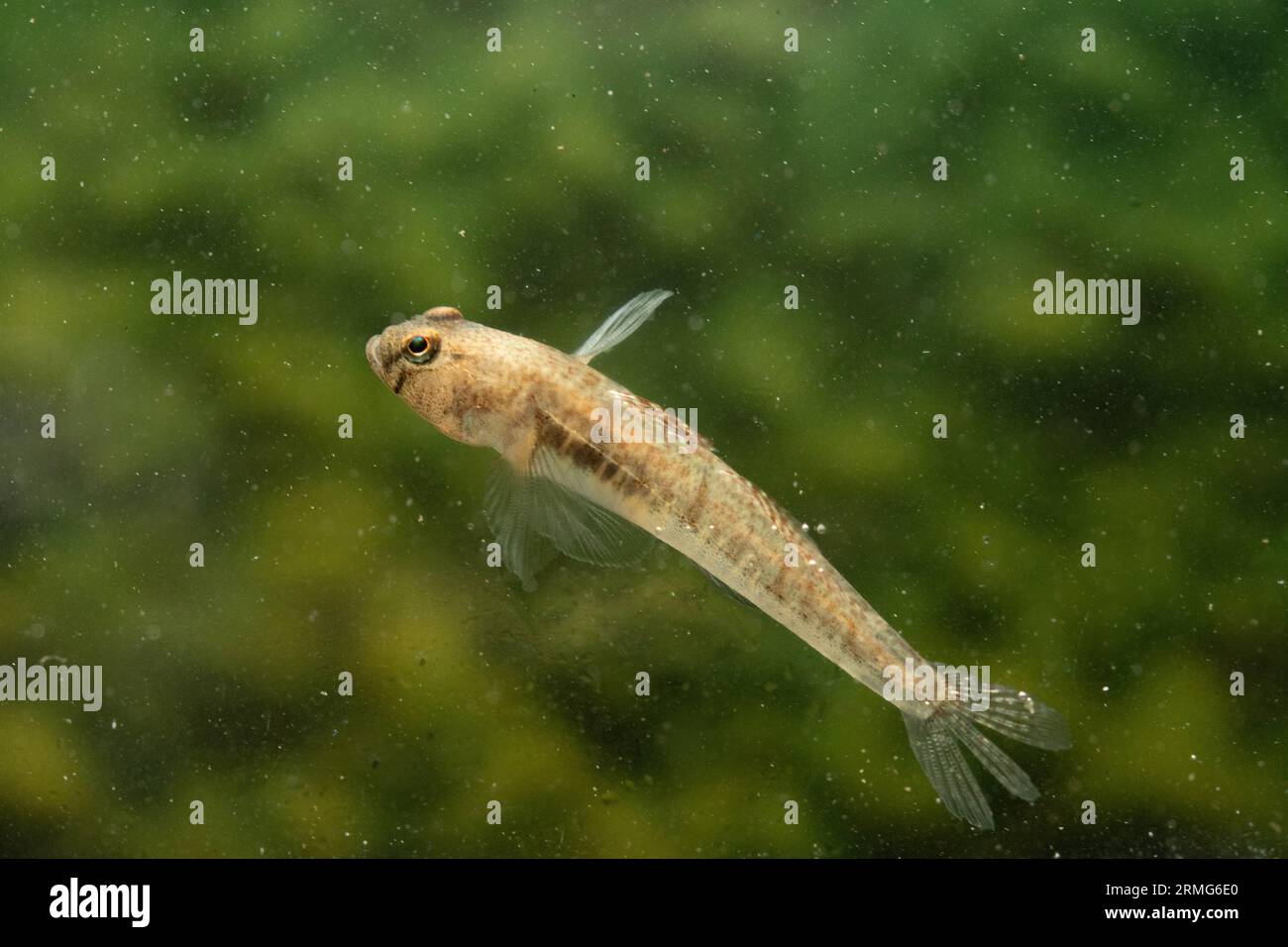 small sand goby fish Stock Photo