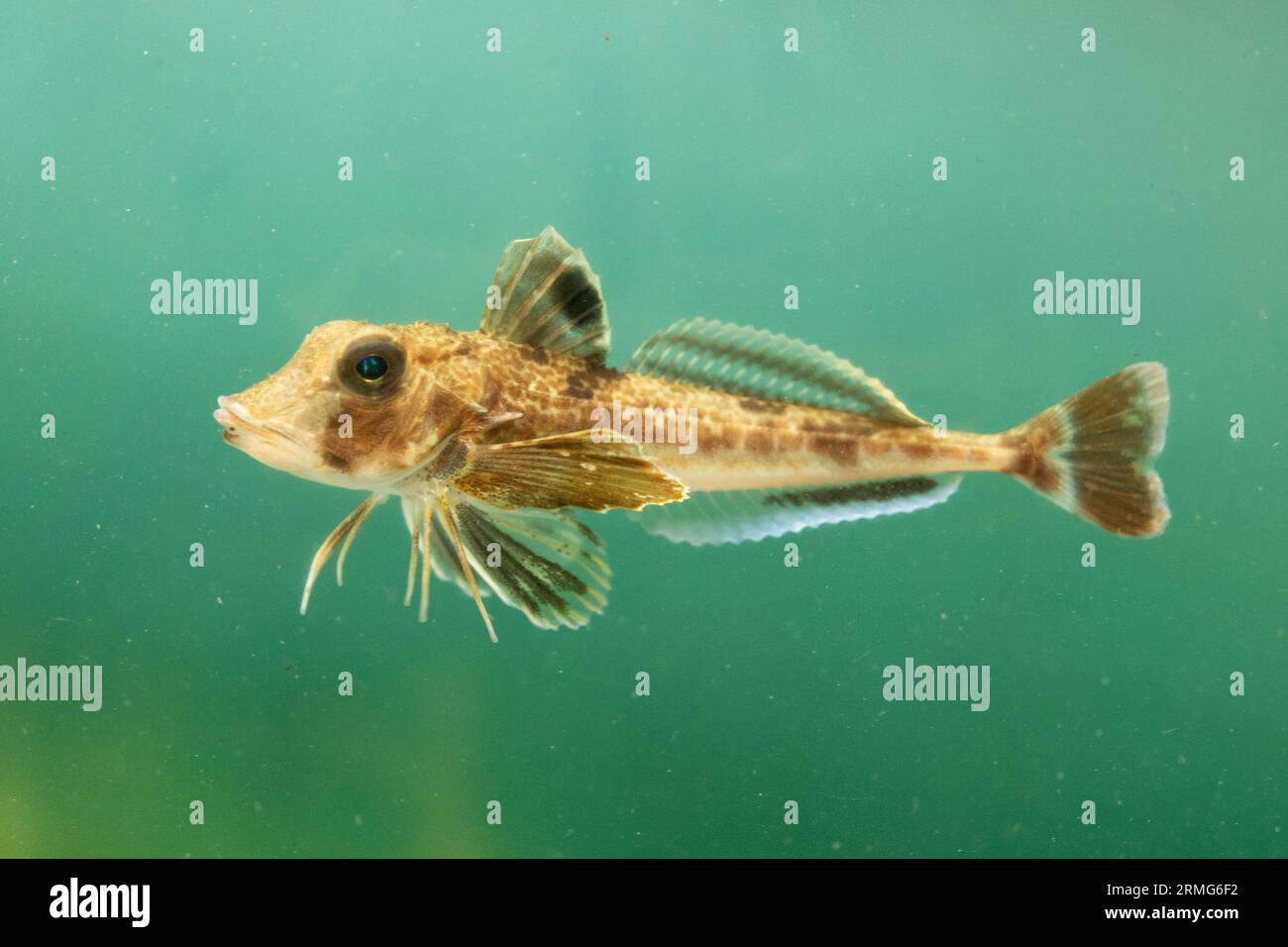 Gurnard swimming uk hi-res stock photography and images - Alamy