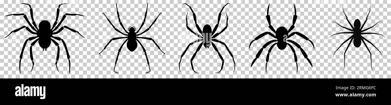 Silhouette of black spiders. Vector illustration isolated on transparent background Stock Vector