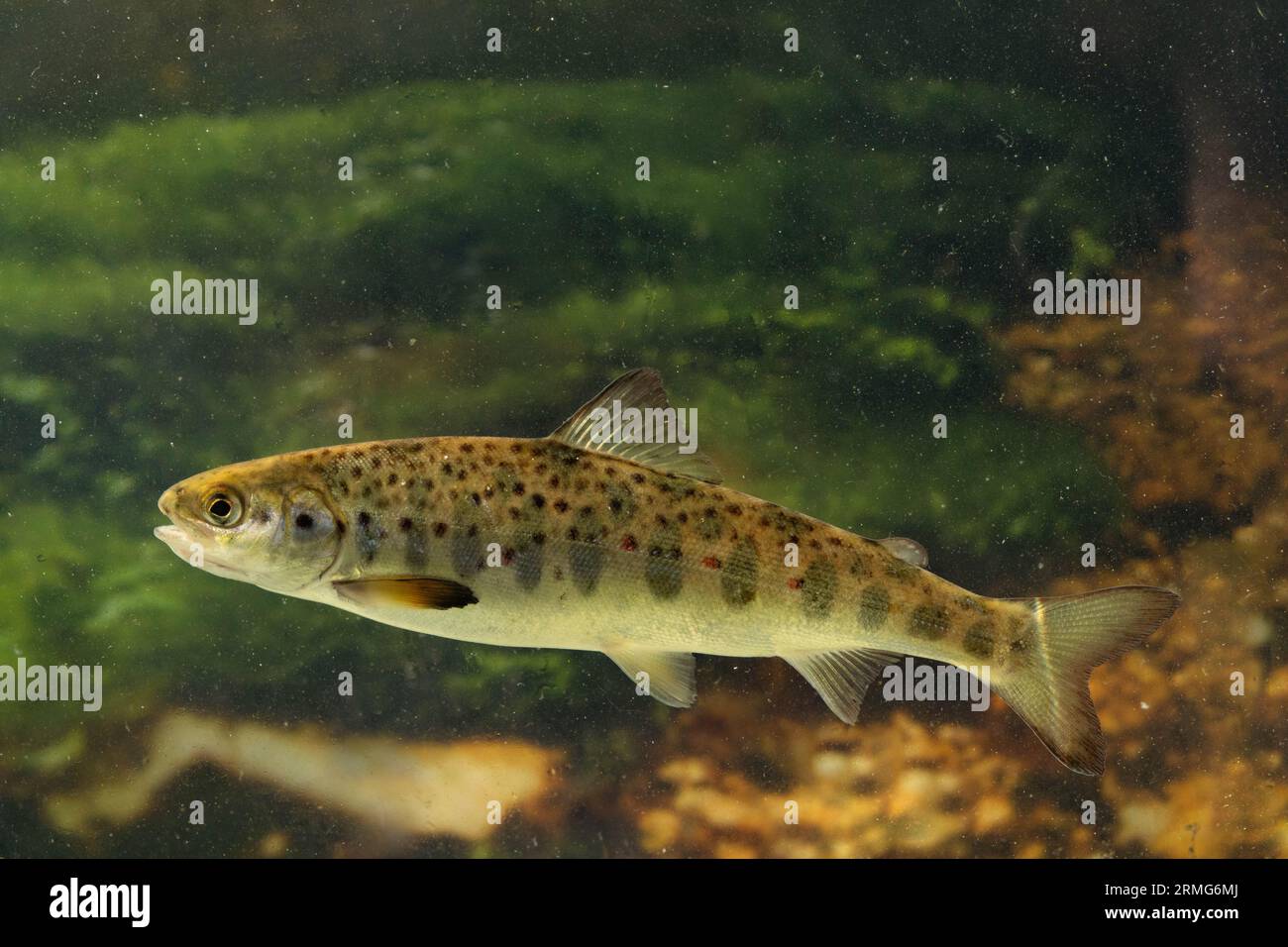a young salmon parr in a river Stock Photo Alamy