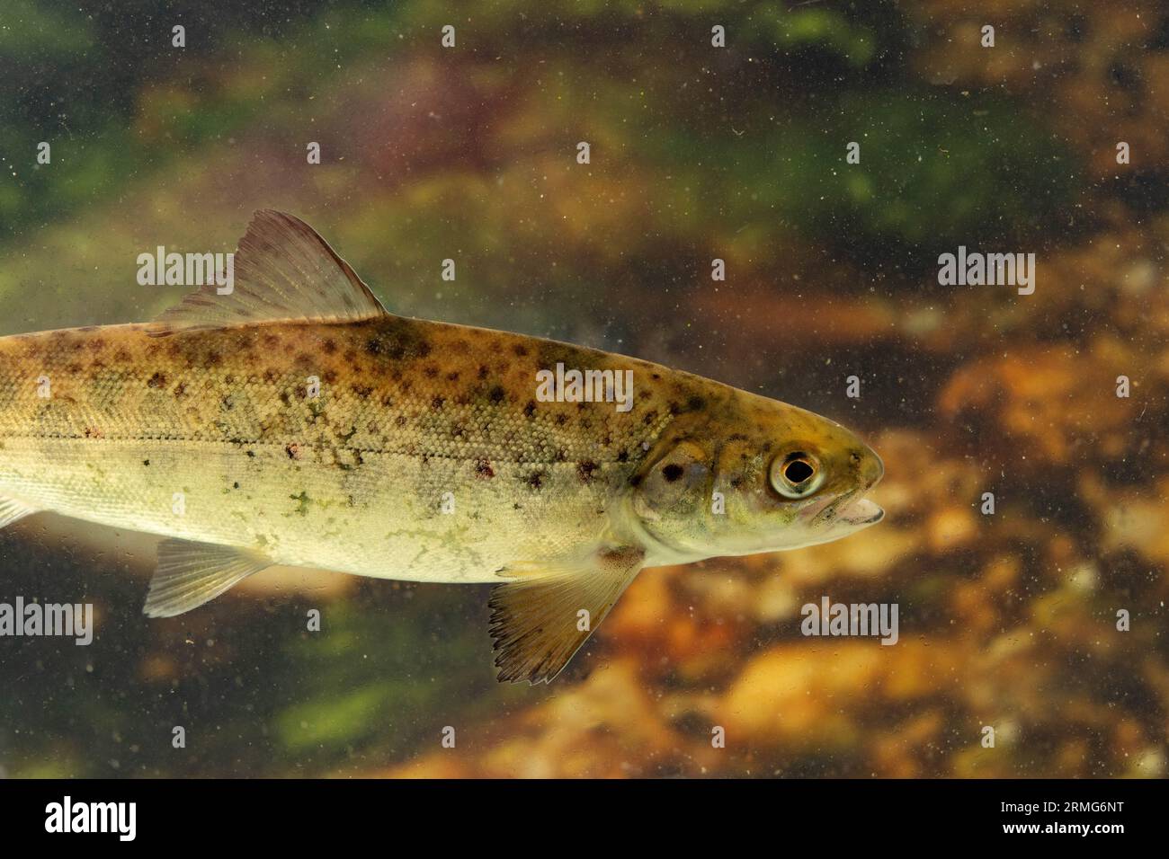 a young salmon parr in a river Stock Photo Alamy